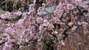 pxl_20260315_0228121667174338171419276064