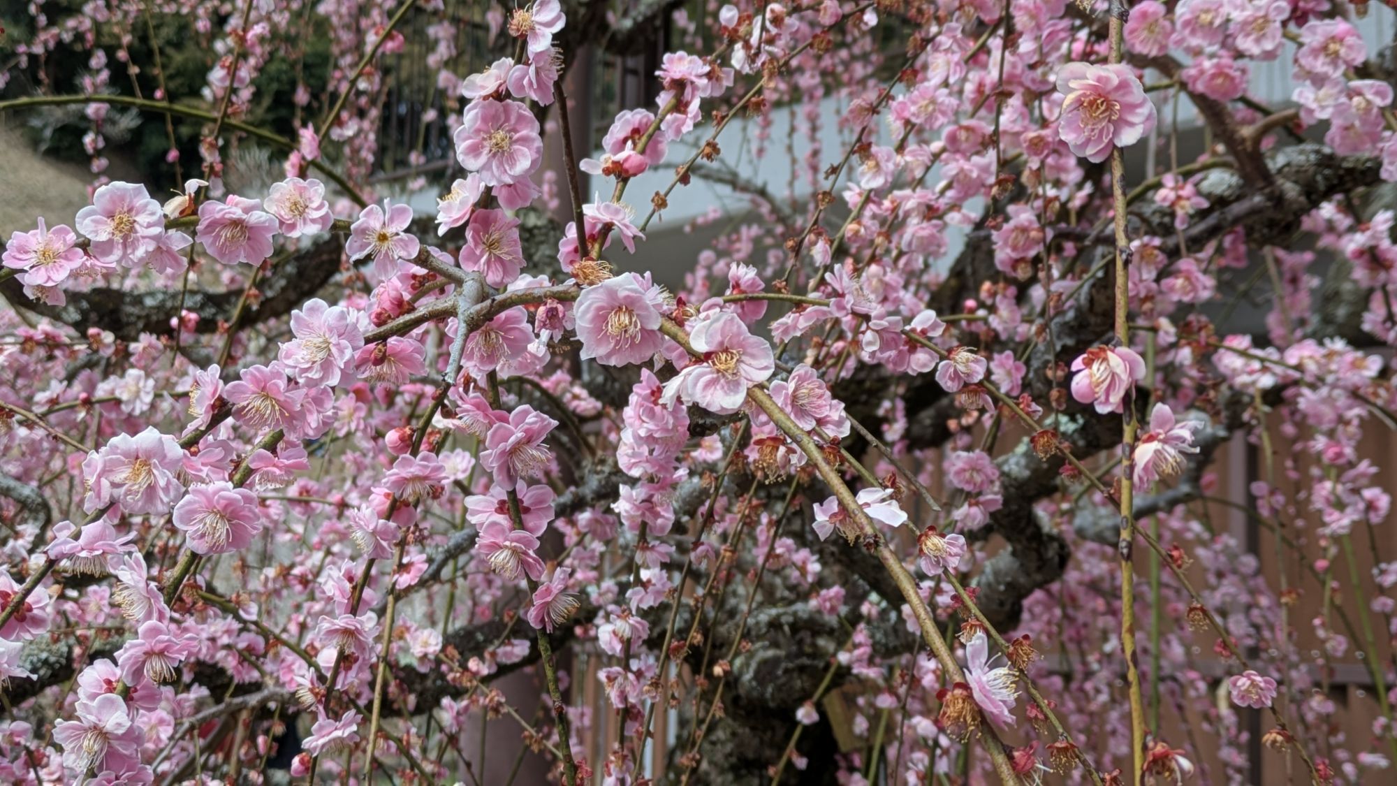 奈良月ヶ瀬ツーリング！【春のおススメツーリングスポット月ヶ瀬梅林】
