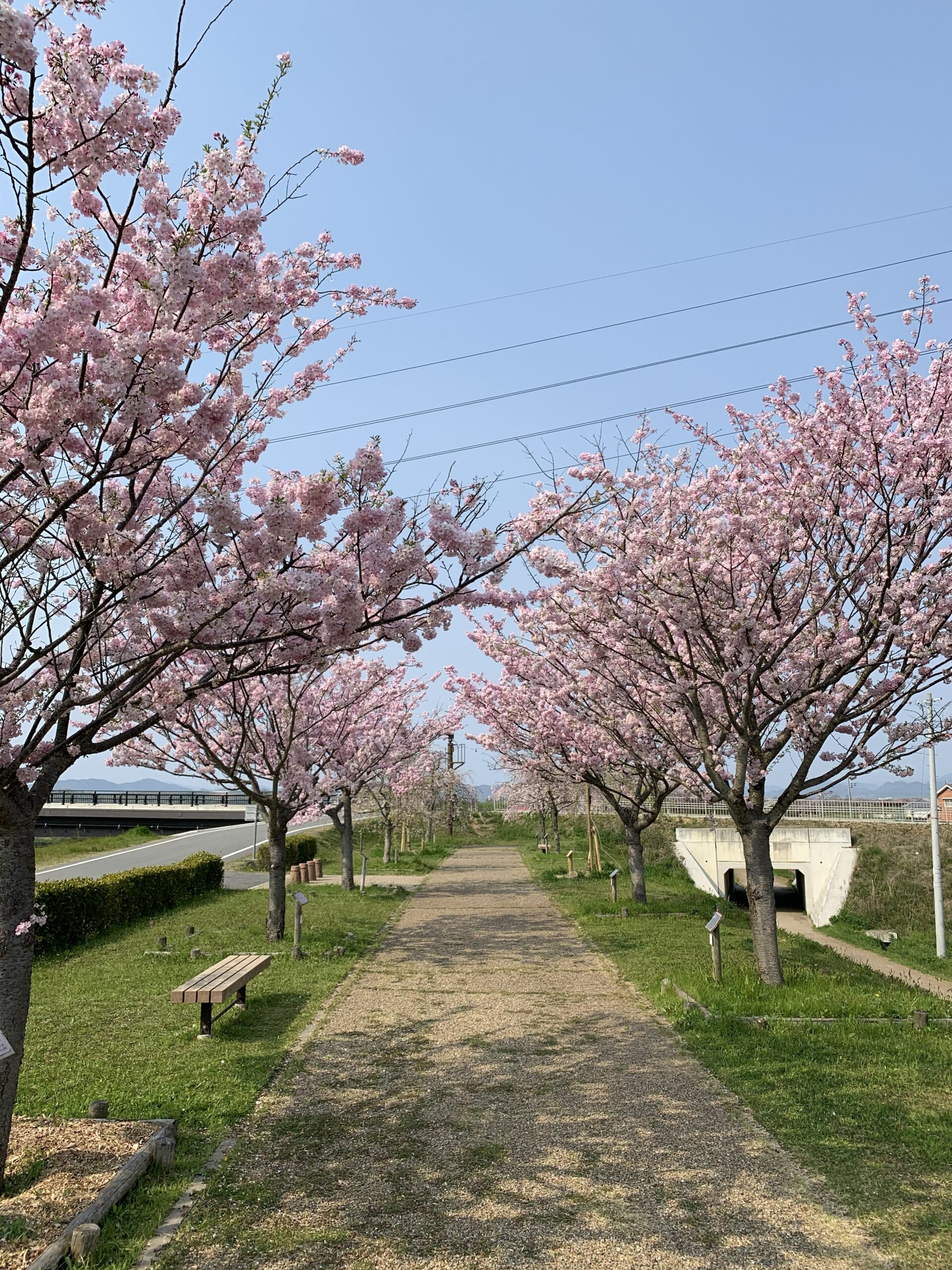 バイクで行ける!兵庫県のおススメお花見スポット!