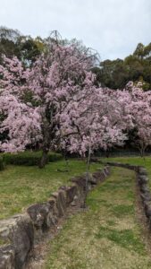 pxl_20240411_0600354172201165526540735930